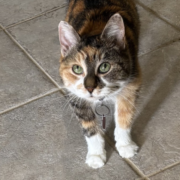 Paws And Purrs Kitty Sitting