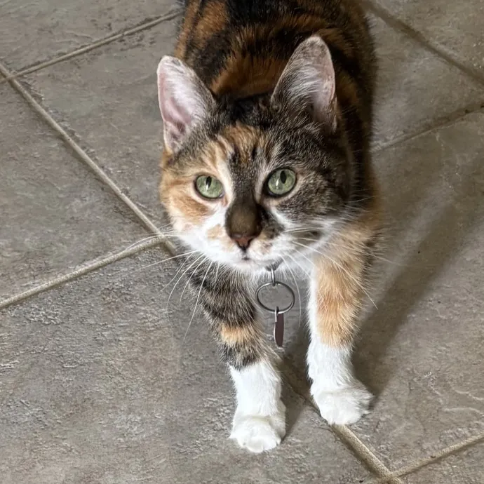 Paws And Purrs Kitty Sitting