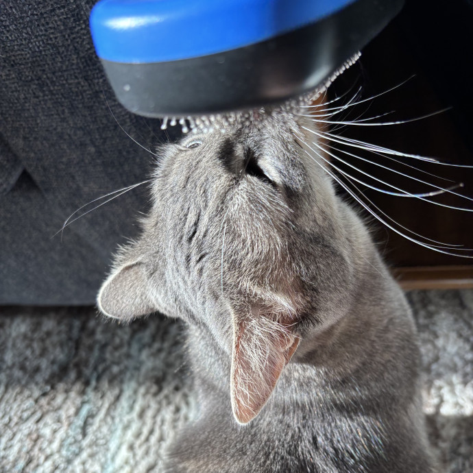 Paws And Purrs Kitty Sitting