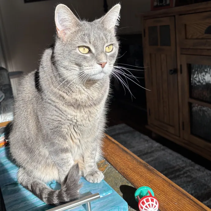 Paws And Purrs Kitty Sitting