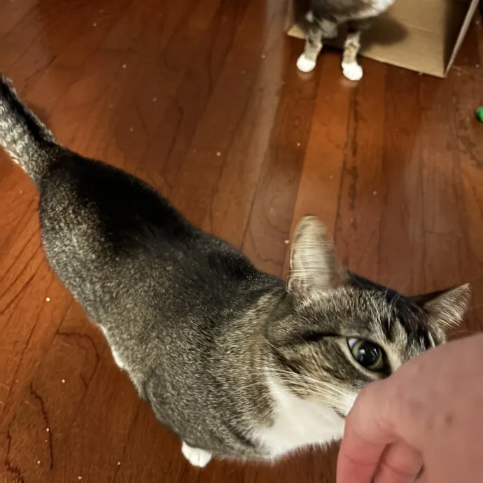 Paws And Purrs Kitty Sitting