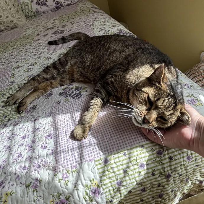 Paws And Purrs Kitty Sitting