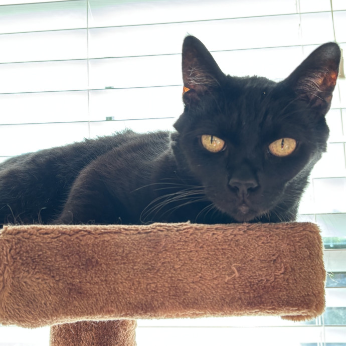 Paws And Purrs Kitty Sitting