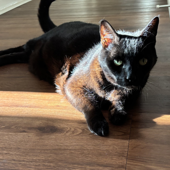 Paws And Purrs Kitty Sitting