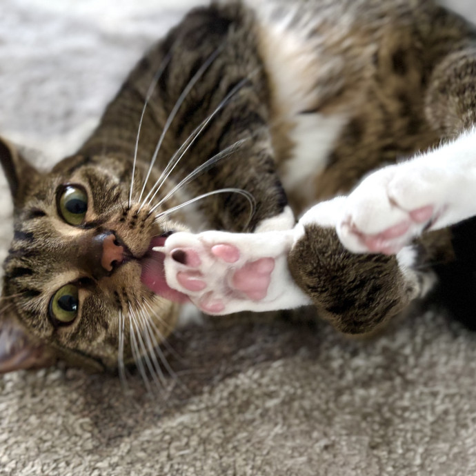Paws And Purrs Kitty Sitting photo 2