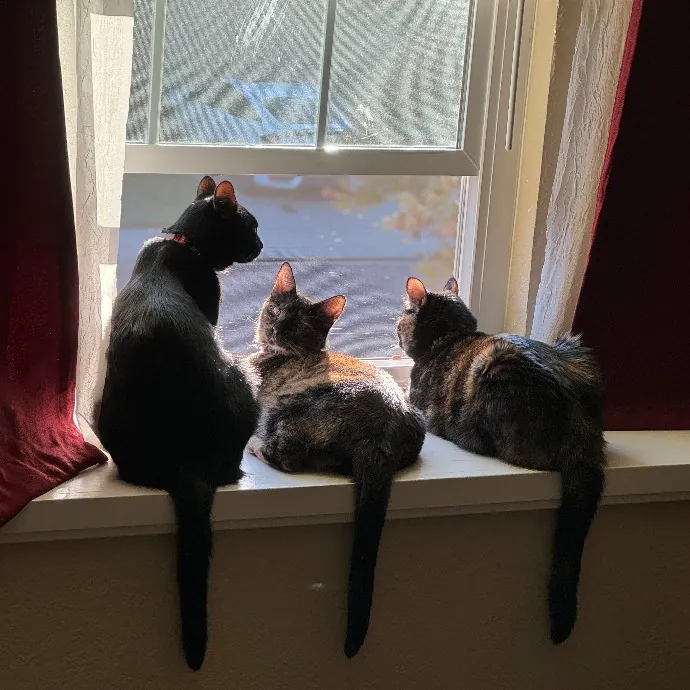 Cat Lover-Whisperer