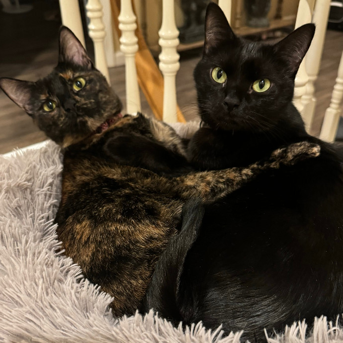 Cat Lover-Whisperer