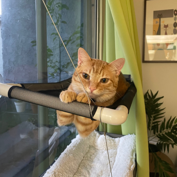 Savannah's Cat Care