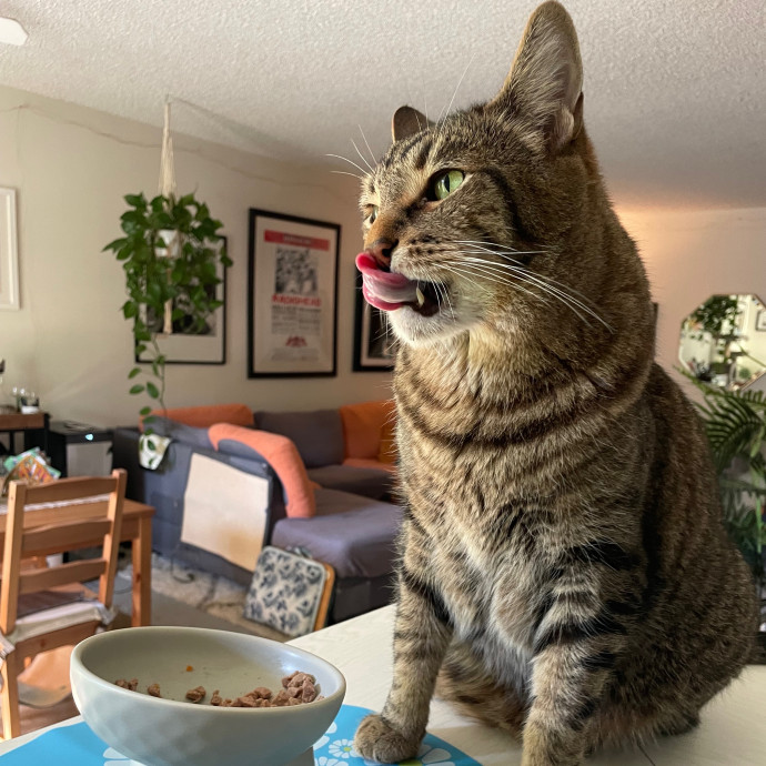 Savannah's Cat Care
