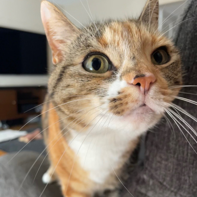 Savannah's Cat Care