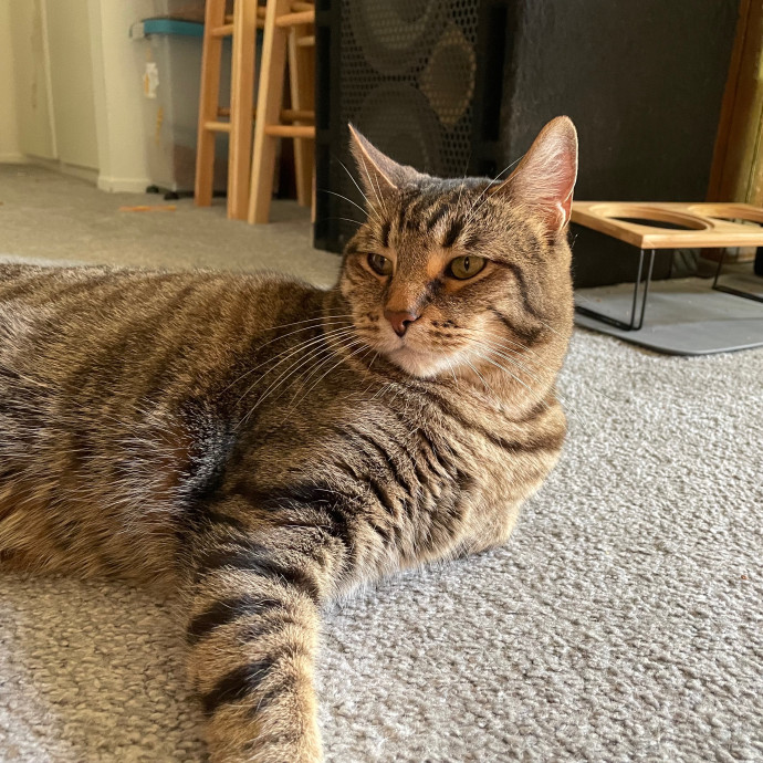 Savannah's Cat Care