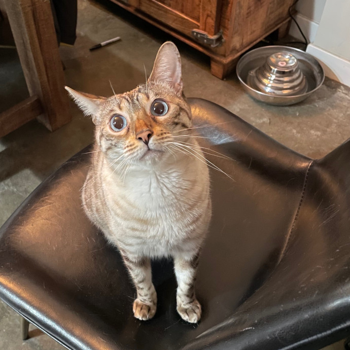 Savannah's Cat Care