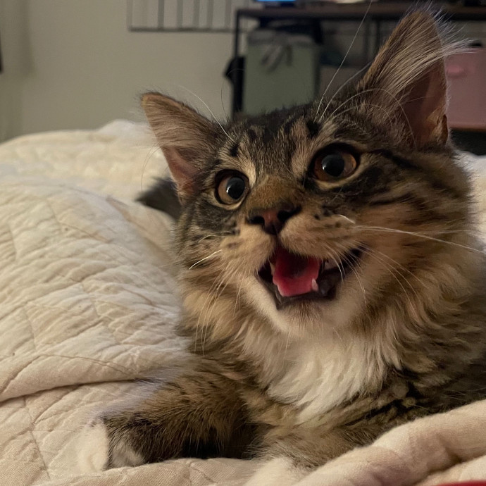 Savannah's Cat Care