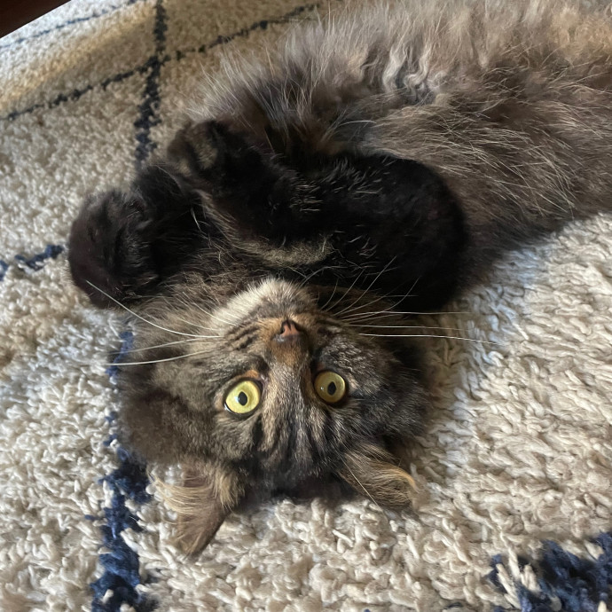 Savannah's Cat Care