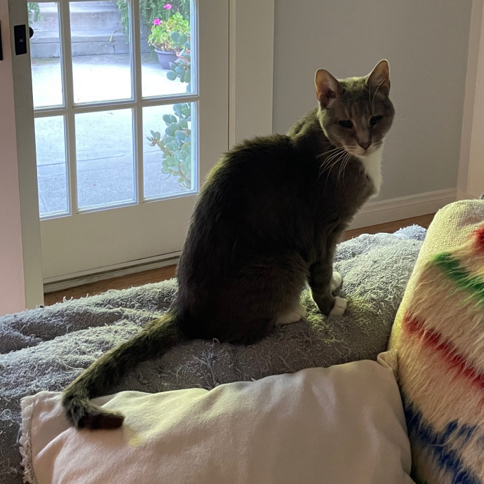 Savannah's Cat Care