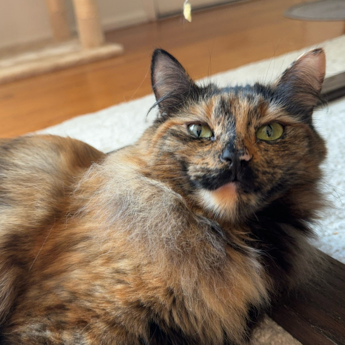 Savannah's Cat Care
