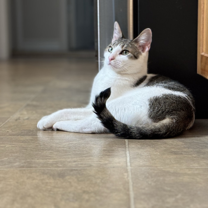 Savannah's Cat Care