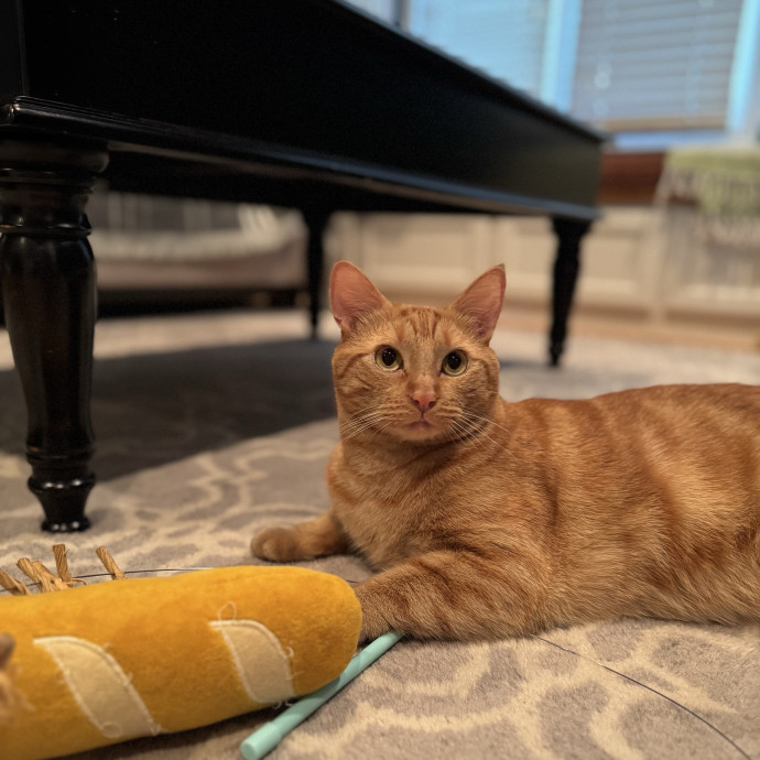 Savannah's Cat Care