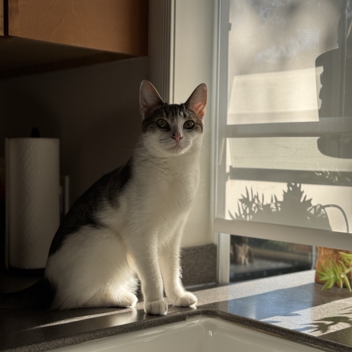 Savannah's Cat Care