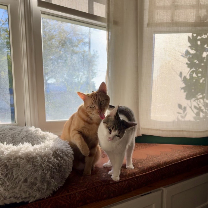 Savannah's Cat Care photo 3