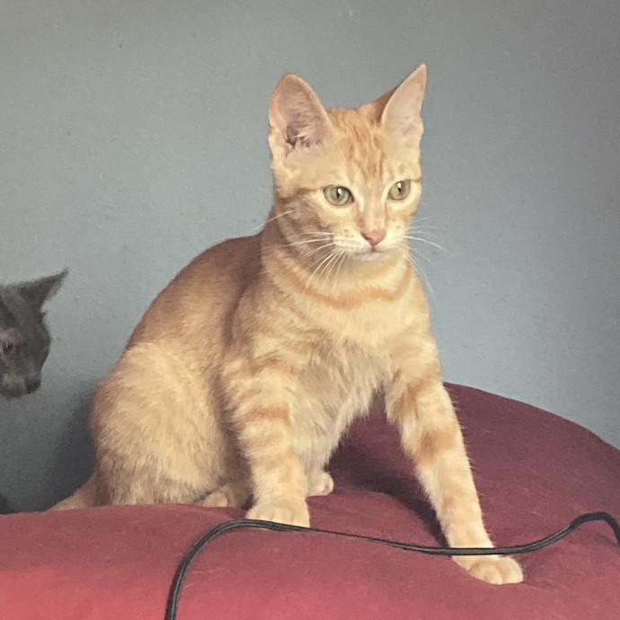 Kitty Caregiver photo 3