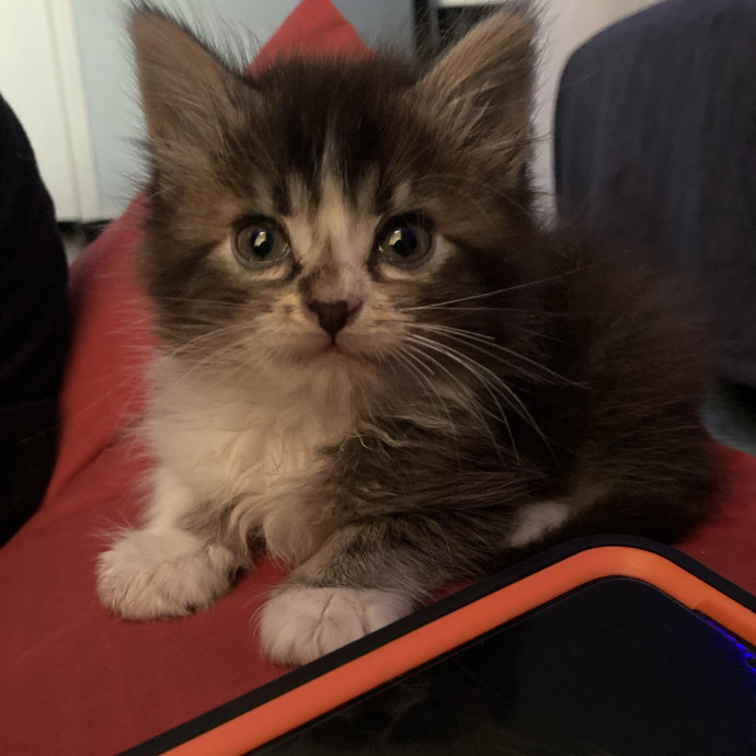 Kitty Caregiver photo 2