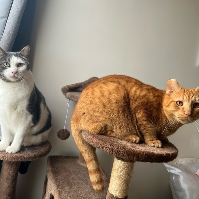 Avery's Compassionate Cat Care