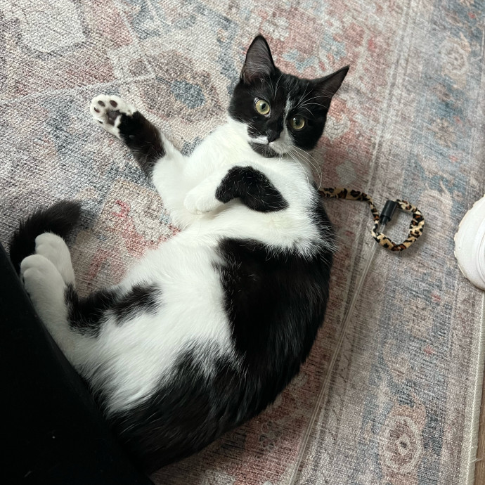 Avery's Compassionate Cat Care