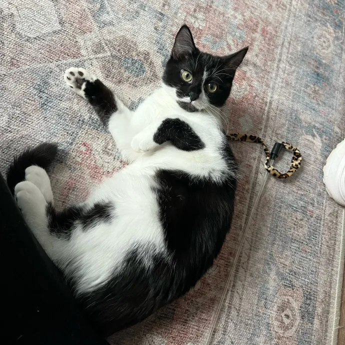 Avery's Compassionate Cat Care