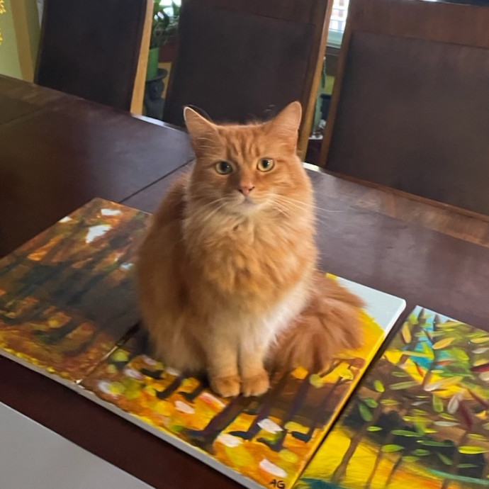 Avery's Compassionate Cat Care