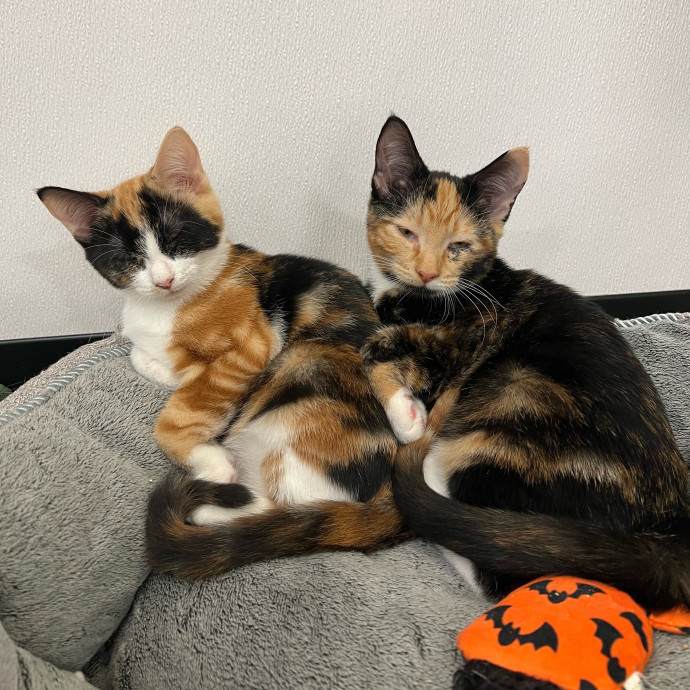 Avery's Compassionate Cat Care