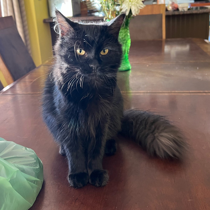 Avery's Compassionate Cat Care