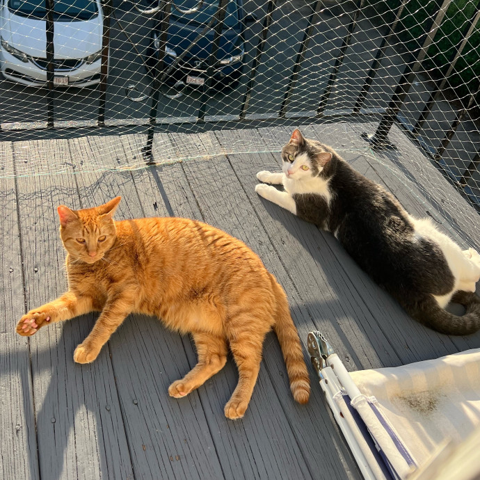 Avery's Compassionate Cat Care photo 2