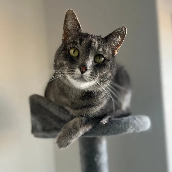 Funky Furball Cat Sitting