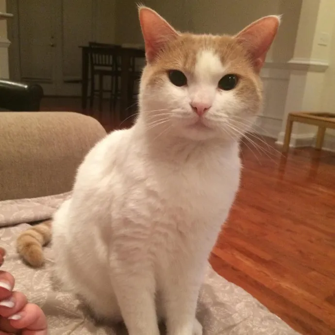 Funky Furball Cat Sitting