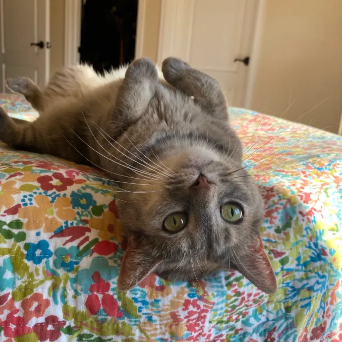 Funky Furball Cat Sitting