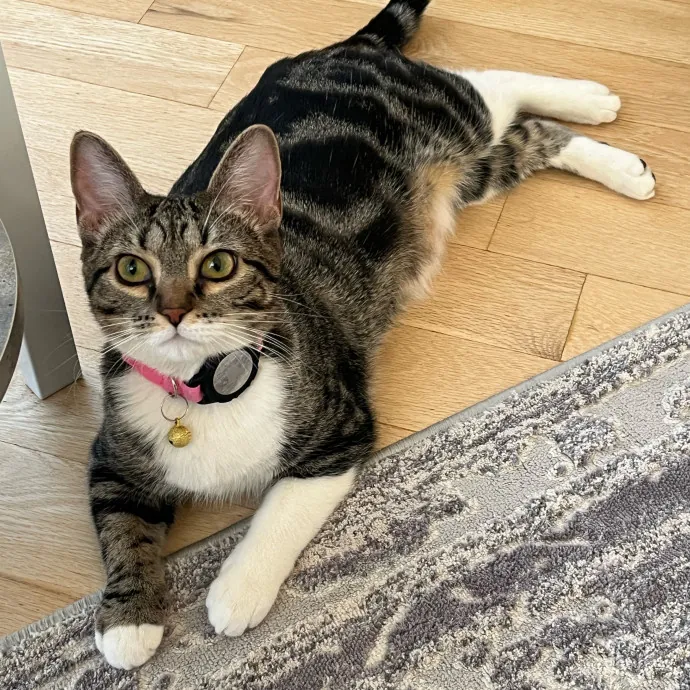 Funky Furball Cat Sitting