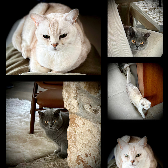 Pampurred Pahrump Cat Sitting
