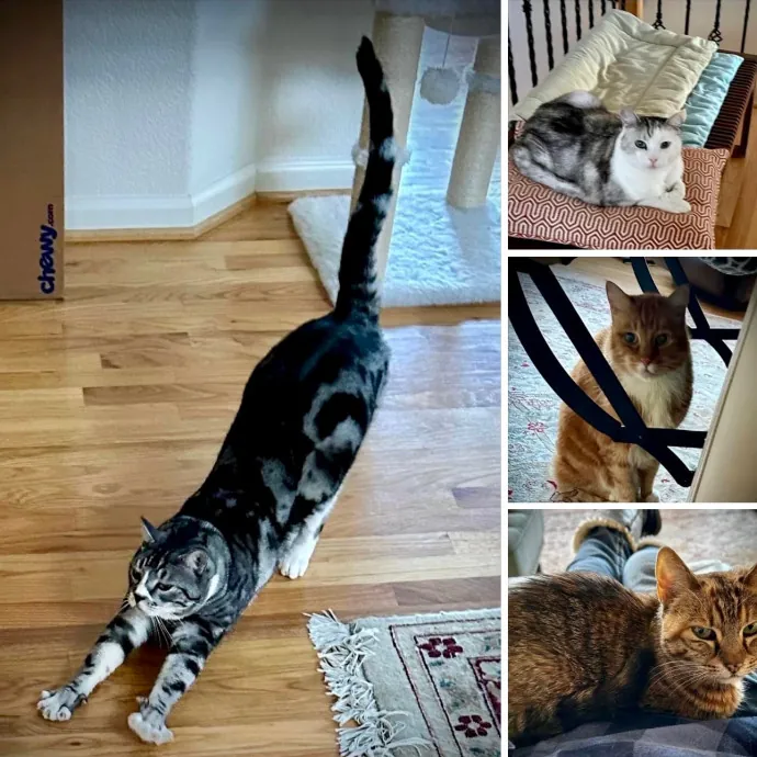 Pampurred Pahrump Cat Sitting