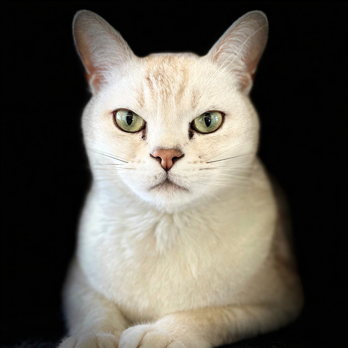 Pampurred Pahrump Cat Sitting