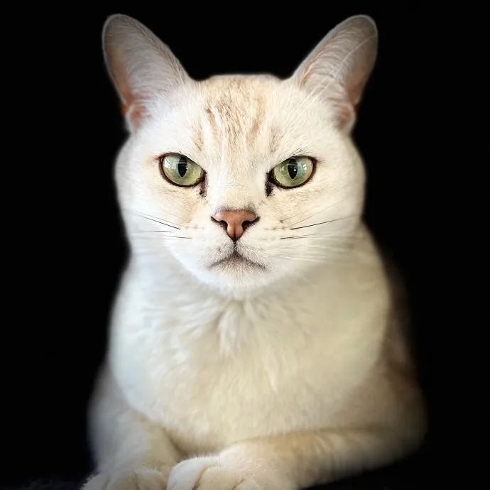 Pampurred Pahrump Cat Sitting