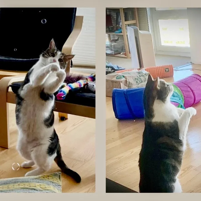 Pampurred Pahrump Cat Sitting