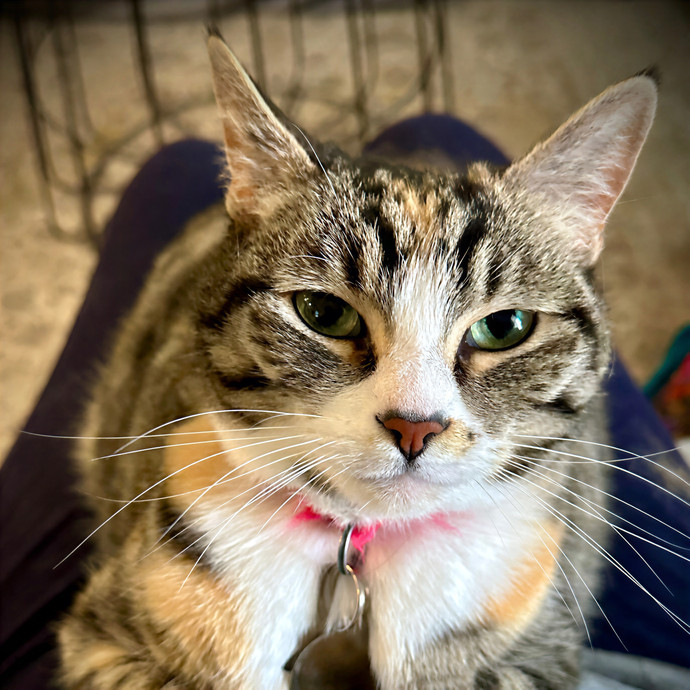 Pampurred Pahrump Cat Sitting