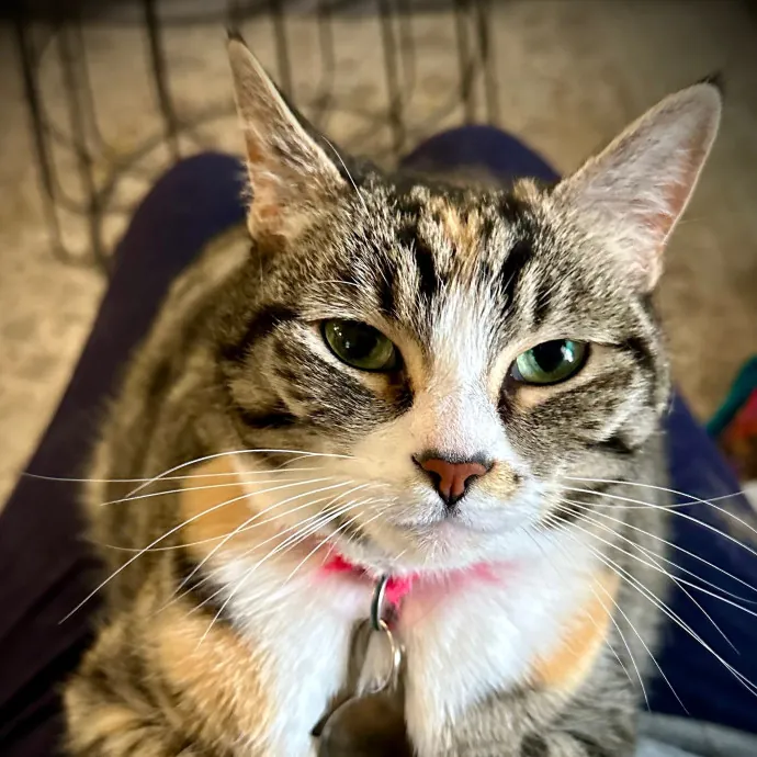 Pampurred Pahrump Cat Sitting