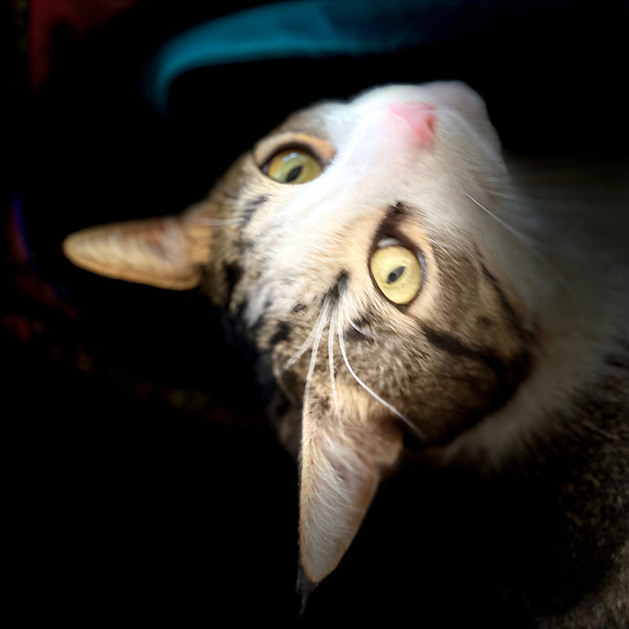 Pampurred Pahrump Cat Sitting