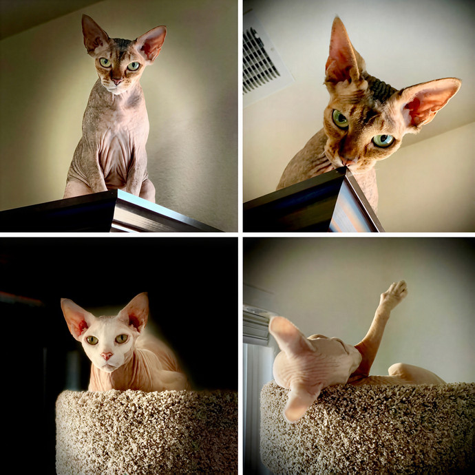 Pampurred Pahrump Cat Sitting