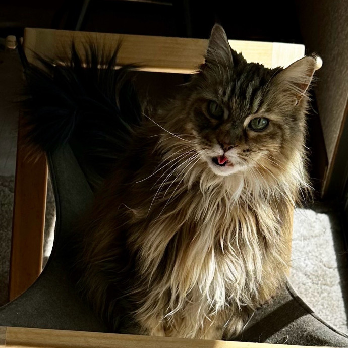 Pampurred Pahrump Cat Sitting