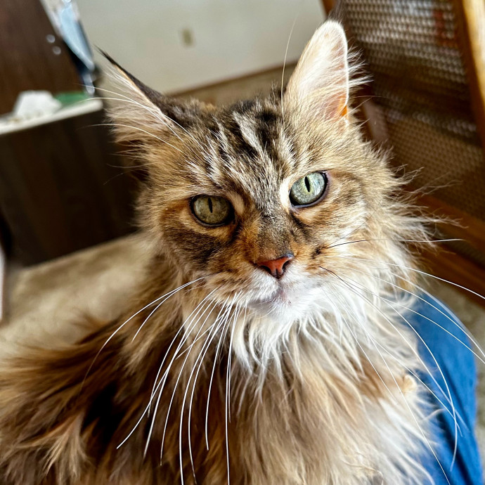 Pampurred Pahrump Cat Sitting