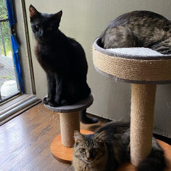 cats-img-1