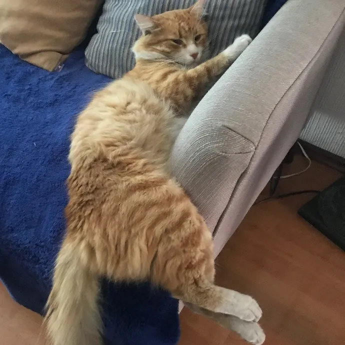 Cat Loving Dietitian